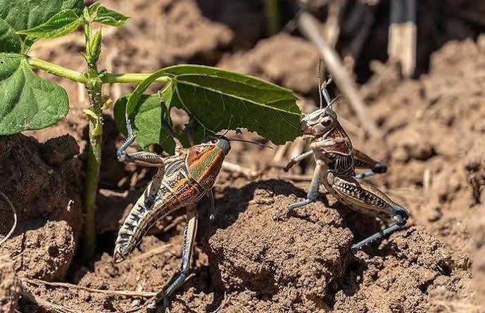 OPERATIVO ECOLÓGICO PARA CONTROLAR PLAGA DE INSECTOS SALTADORES EN SAN LUIS POTOSÍ