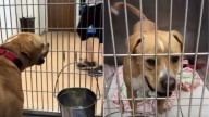 Illinois Senior Shelter Dog Overlooked For Over A Year Finally Finds His Forever Family