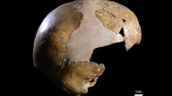 Earliest evidence of interbreeding between Neanderthals and Homo sapiens discovered