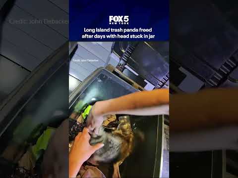 Long Island trash panda freed after days with head stuck in jar