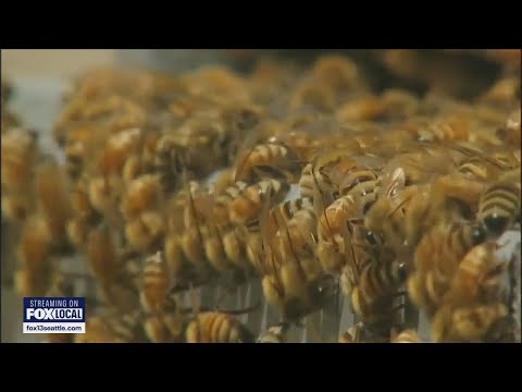 WSU launches massive pollen-mapping project