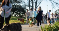 Watch out for kennel cough if dogs are being boarded or sent to day care. It can spread quickly.
