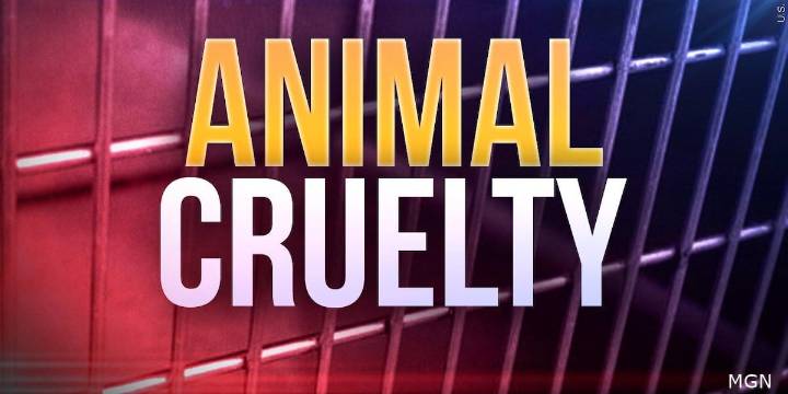 Police charge Gouverneur man with torturing dog