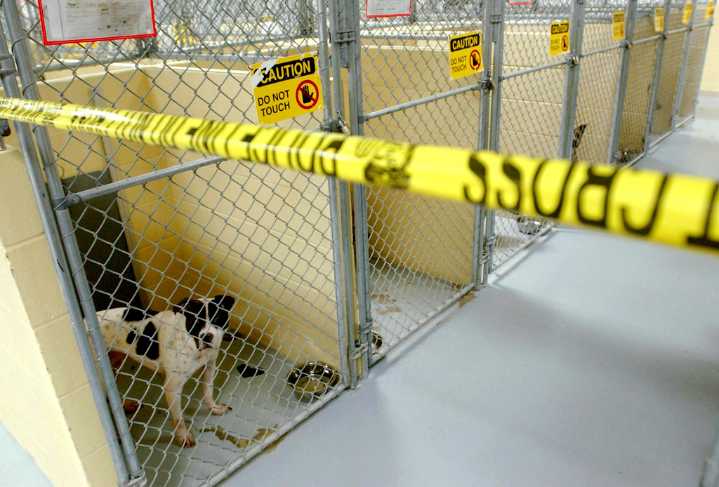 Former NFL player convicted in large-scale dogfighting operation in Oklahoma