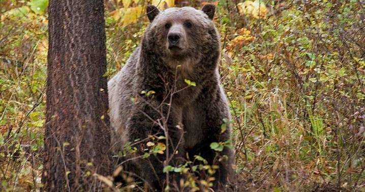 Highwood Mountains black bear hunt: Outfitter killed a grizzly, prosecutors say