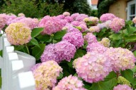 8 Plants You Shouldn’t Deadhead Until After Summer Ends