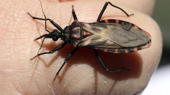 Chagas en Mendoza: lanzarán una app para poder identificar al insecto