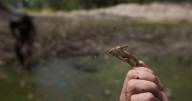 Photos of red-legged frog, which conservationists are working to restore to its California habitat