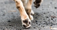 Envenenan a seis perros; piden sanción máxima contra responsable