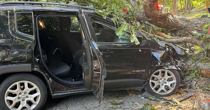 Driver escapes with minor injuries after tree crushes car in Massachusetts