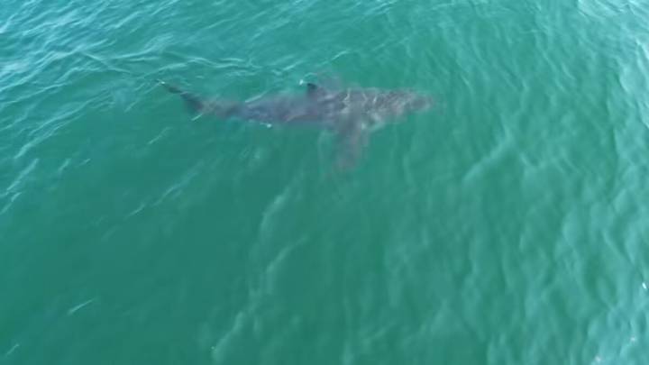 Large white shark sighted Monday and Tuesday in Saco Bay