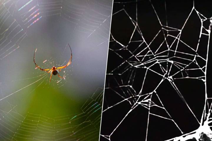 En 1995, la NASA se puso a drogar arañas con anfetaminas, marihuana y la más devastadora: cafeína