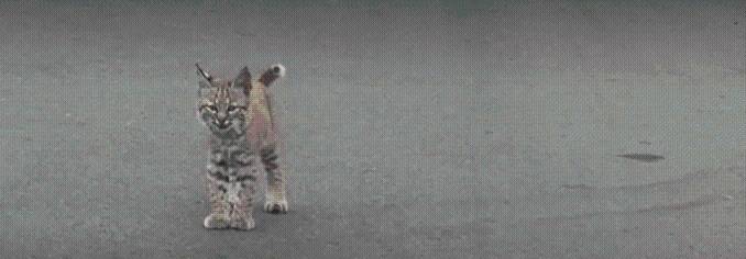 Watch: Lakewood resident has close encounter with family of bobcats