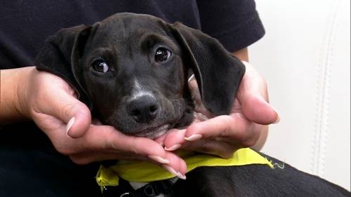 'Wooftop Pawty' returns to Chicago to support PAWS Chicago