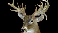 Deer hunting: Photos of 25 of the freakiest bucks on record in MS