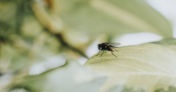 Expert's 'best way' to get rid of flies during heatwave