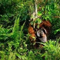 US demand for RVs fuels deforestation on Indonesia's Borneo: NGOs