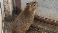 Parque Cristo del Mirador recibe capibara bebé como nueva atracción familiar