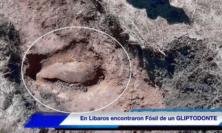 Restos de gliptodonte fueron hallados entre Líbaros y Basavilbaso