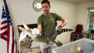 Alligators captured in Pennsylvania lake heading to new home