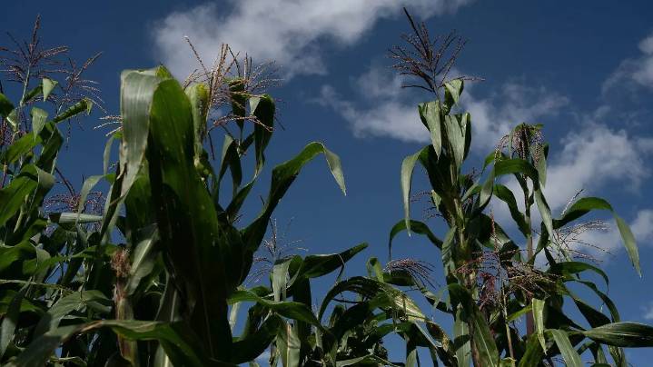 ¿Se hablan? Un estudio revela que las plantas de maíz se comunican para protegerse