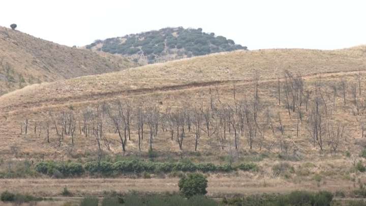 El tiempo que tarda en repoblarse un terreno arrasado por los incendios y cómo se recuperan los vecinos afectados