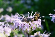 Incredibly rare bumble bee ‘ghost’ reappears in Michigan after 25 years
