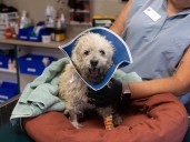 Column: Shelter’s animal intensive care unit helps injured stray pets