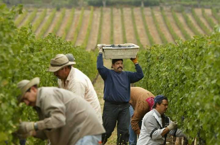 Impulsa Trump modelo migratorio similar al programa bracero: investigadora