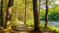 Brickbat: Out of the Woods (or Else)