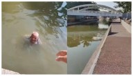 Desaparece adulto mayor en San Luis Potosí; lo hallan en Tamaulipas nadando entre cocodrilos (VIDEO)