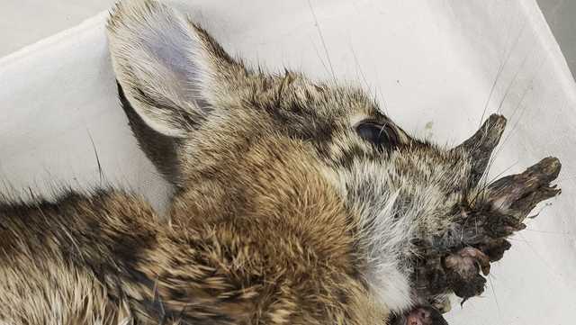 Rabbits with 'horns' in Colorado are being seen. Here's why