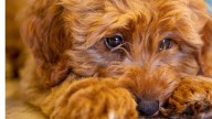5 señales de que tu perro está triste y no te estás dando cuenta, según los expertos
