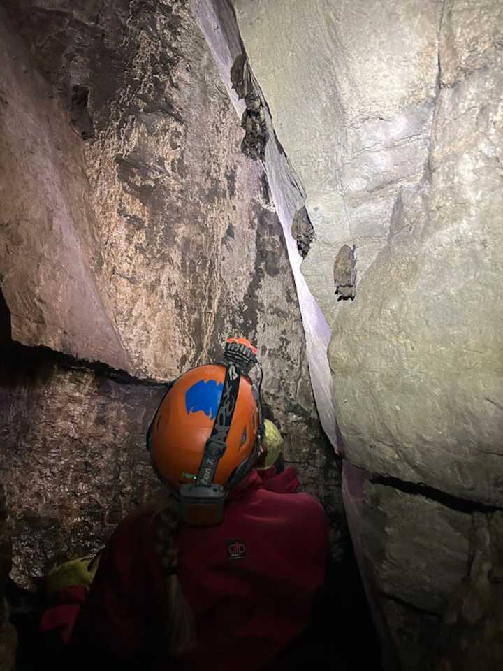 How many endangered Indiana bats live in Central NY?