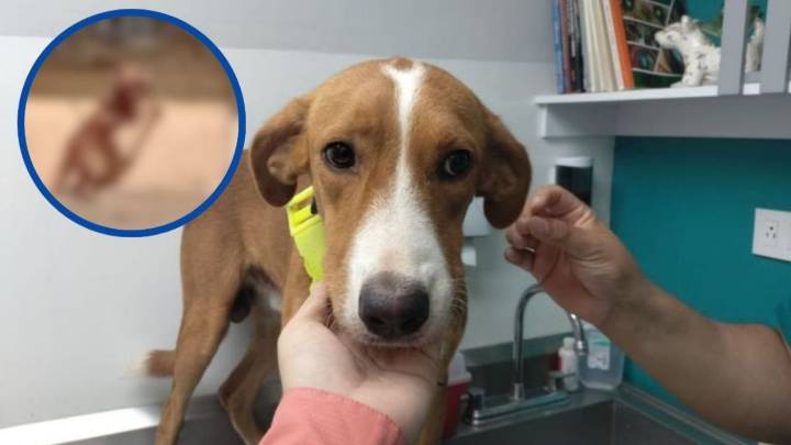 Perrito que era cruelmente maltratado es rescatado en Culiacán por Fundación Balto y Togo