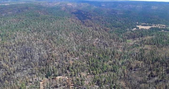 Dragon Bravo Fire soil burn map to guide recovery at Grand Canyon