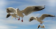 Las aves tropicales, víctimas del calor extremo