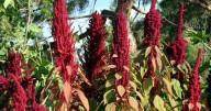 Master Gardener: Amaranthus is an unusual option for your garden