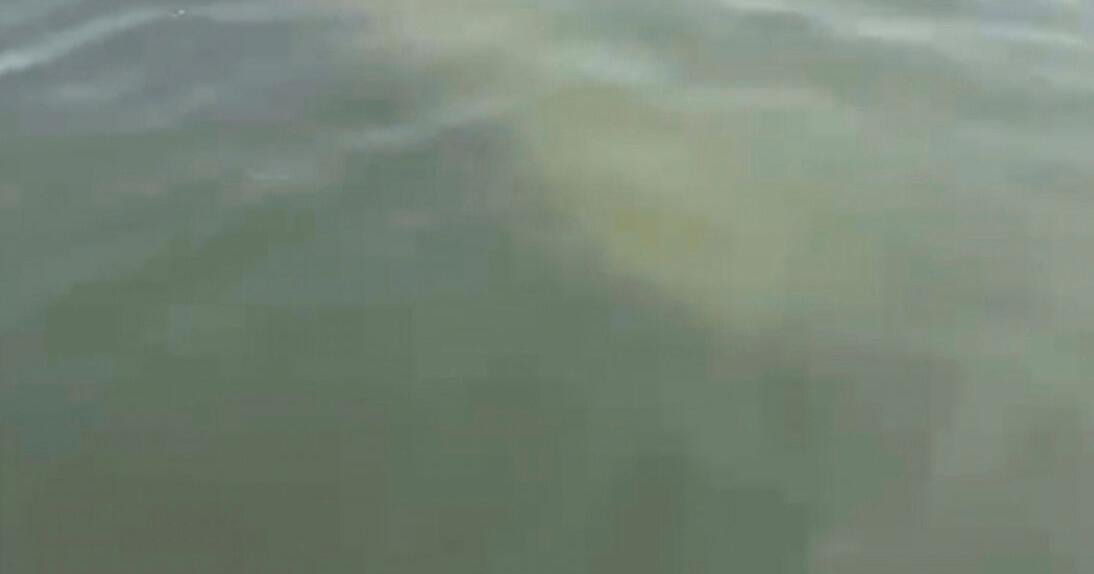 Scientists standing by to rescue rare manatee sighted in cold New England waters
