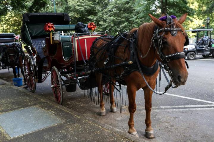 Ignore the blowhard activists— keep horse carriages in Central Park
