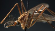 West Nile case confirmed in Oakland County
