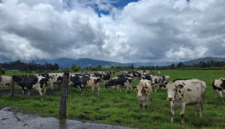 Ganadería colombiana: el mayor generador de empleo rural en 2025; estudio de Fedegan