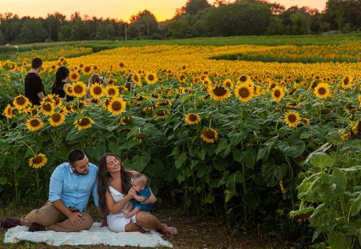 8 magical sunflower fields in Upstate NY where you can capture the perfect golden hour photos