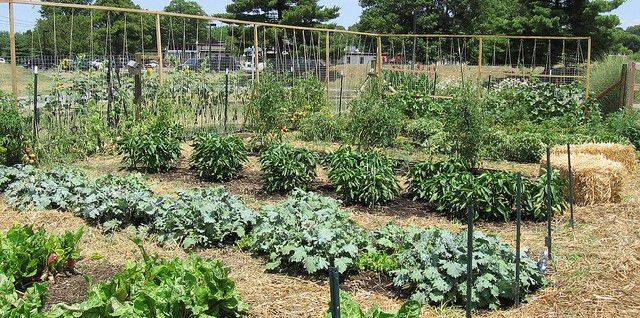 Start now on fall vegetable garden