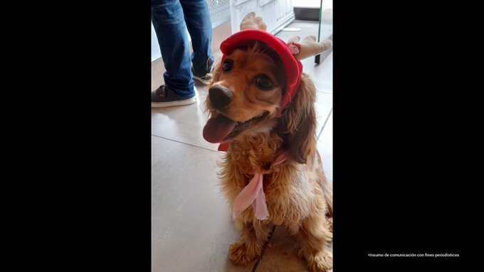 Condenan a agresores que le causaron la muerte a dos perros en Bogotá