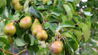Cómo cultivar un árbol de peras para obtener frutos deliciosos en tu propio jardín
