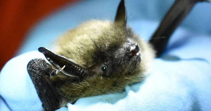 Bat with rabies found in Brantford daycare