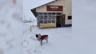 Obi, el perro más famoso de Las Cuevas que disfruta de correr en medio de las nevadas