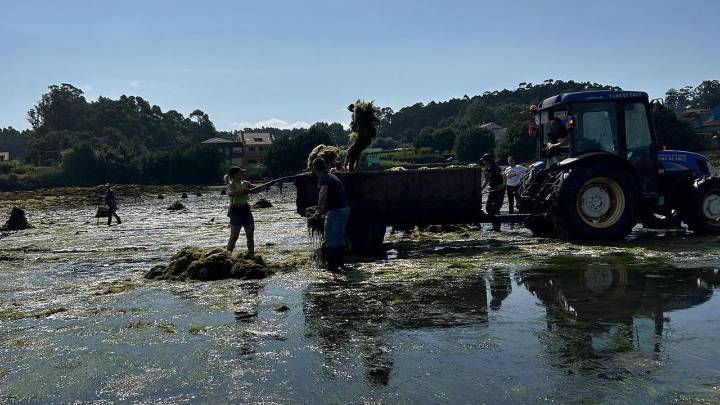 Residuos marinos que nutren viñedos y que se pueden beber