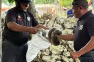 Dos serpientes movilizan a la Policía de Tizimín tras ser vistas en predios habitados